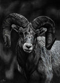 Ram Charcoal Drawing 8x10 Print with 11x14 Matte Border