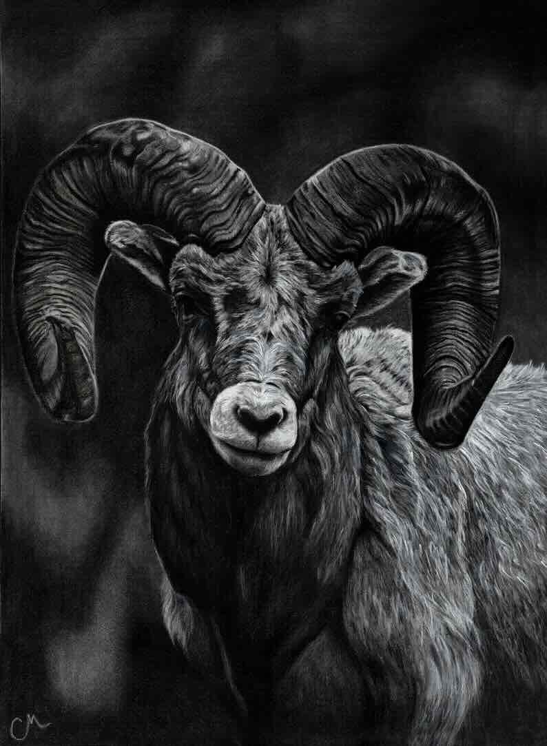Ram Charcoal Drawing 8x10 Print with 11x14 Matte Border