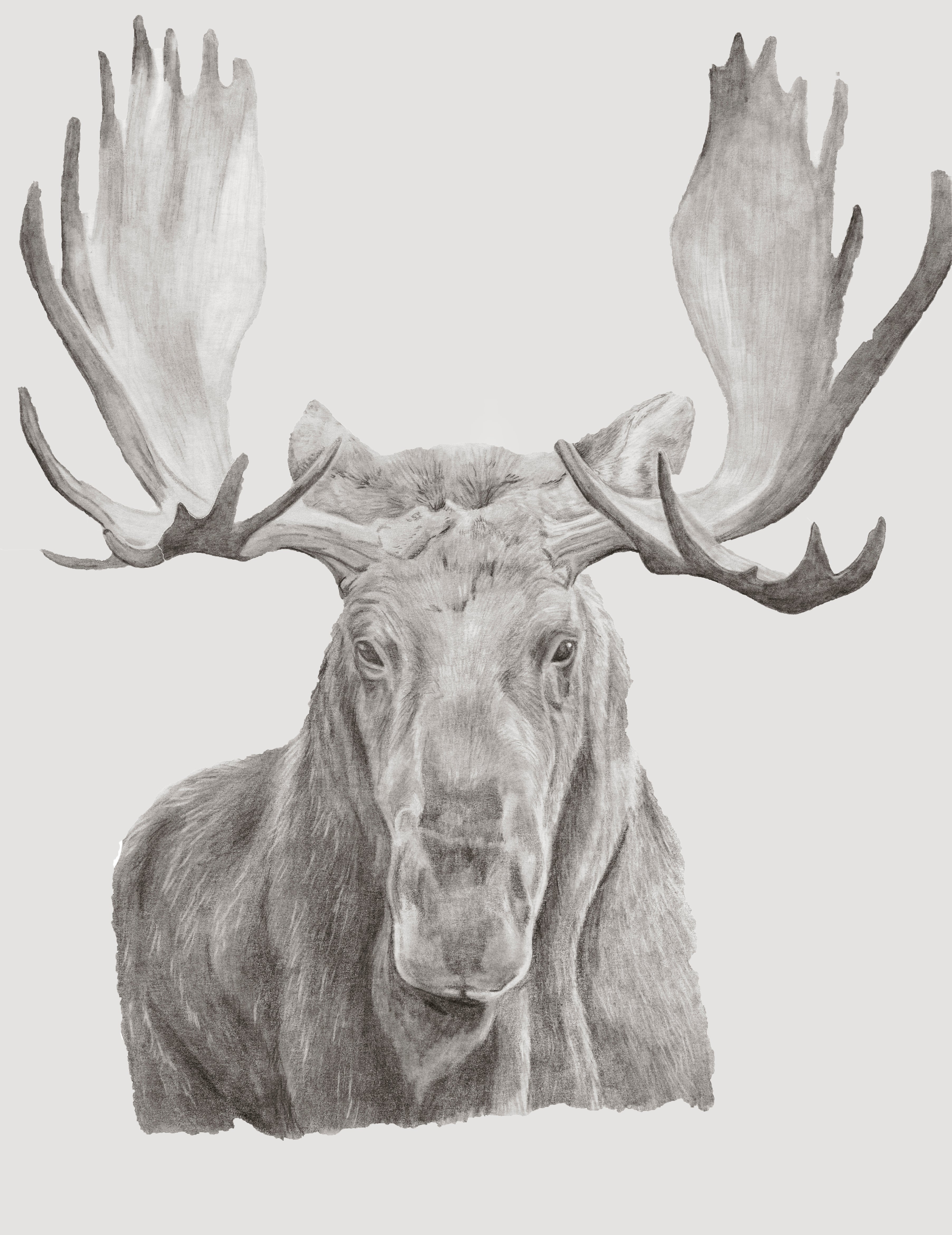 Moose Pencil Sketch 8x10 Print with 11x14 Matte Border