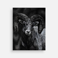 Ram Postcard