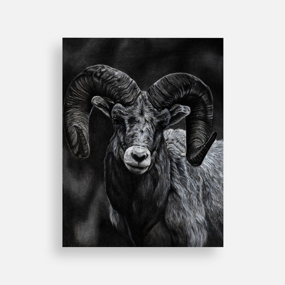 Ram Postcard